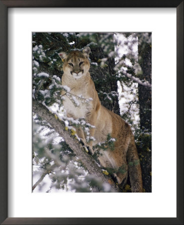 Beautiful Shot Of A Mountain Lion In A Snowy Tree by Dr. Maurice G. Hornocker Pricing Limited Edition Print image