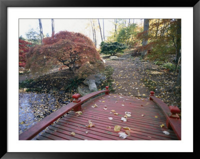 Japanese Maple Trees Exhibit Fall Color Changes In A Japanese Garden by Darlyne A. Murawski Pricing Limited Edition Print image