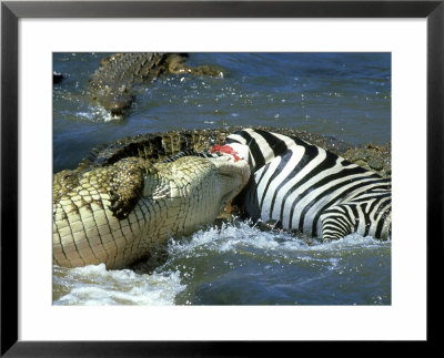 Nile Crocodile, Eating A Common Zebra, Masai Mara by Werner Bollmann Pricing Limited Edition Print image