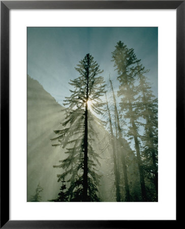 Rays Of Sunlight Beam Through The Mist And Boughs Of Towering Evergreen Trees by Paul Chesley Pricing Limited Edition Print image