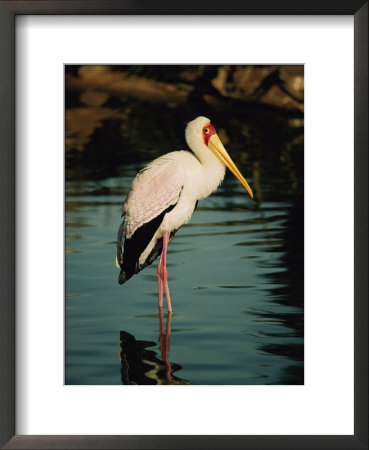 Yellow-Billed Stork by Roy Toft Pricing Limited Edition Print image