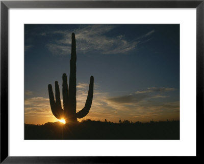 A Saguaro Cactus Silhouetted By The Sunset by Taylor S. Kennedy Pricing Limited Edition Print image