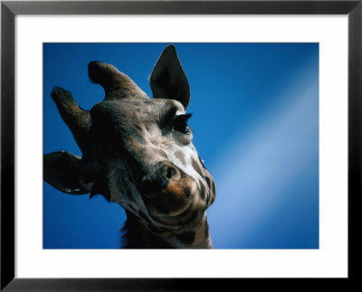 Close Up Of A Giraffe's Head (Giraffa Camelopardalis), Tanzania, Africa by John Hay Pricing Limited Edition Print image
