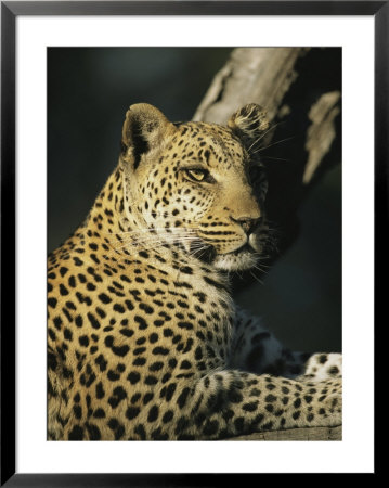 A Leopard, Panthera Pardus, Rests In A Tree by Beverly Joubert Pricing Limited Edition Print image