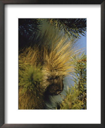 The Head Of A Porcupine Seen Close Up by Michael S. Quinton Pricing Limited Edition Print image