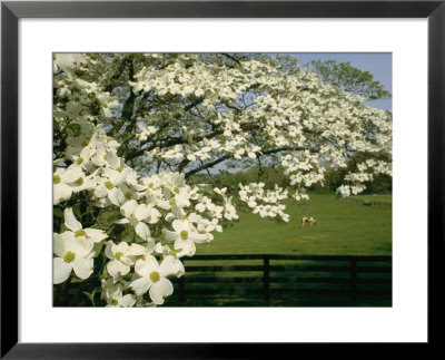 A Blossoming Dogwood Tree In Virginia by Annie Griffiths Belt Pricing Limited Edition Print image