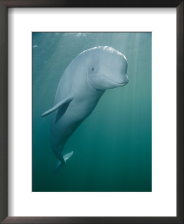 Close-Up Of A Beluga Whale by Brian J. Skerry Pricing Limited Edition Print image