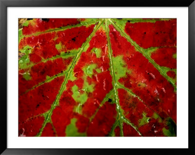 Close View Of An Autumn Leaf by Raymond Gehman Pricing Limited Edition Print image