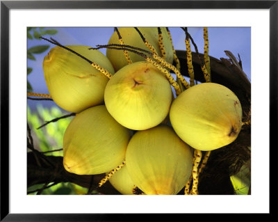 A Close View Of Coconuts In Cozumel by Michael Melford Pricing Limited Edition Print image