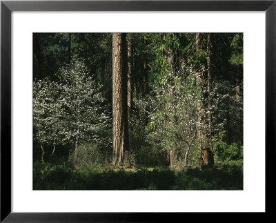 Pacific Dogwood Tree In Bloom Near Towering Pine Trees by Marc Moritsch Pricing Limited Edition Print image
