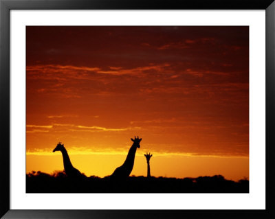 Silhouette Of Three Giraffes Against An Intense Sunset by Chris Johns Pricing Limited Edition Print image