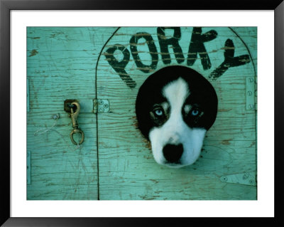 Porky The Dog by Chris Johns Pricing Limited Edition Print image
