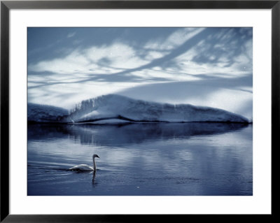 A Trumpeter Swan Glides Across The River by James P. Blair Pricing Limited Edition Print image
