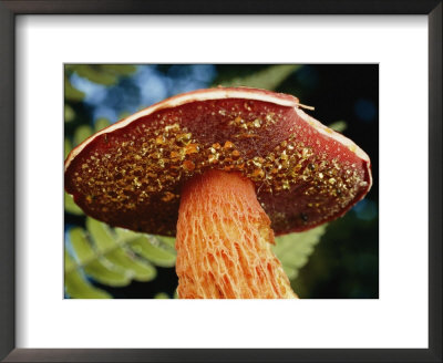 A Frosts Bolete Mushroom by Darlyne A. Murawski Pricing Limited Edition Print image