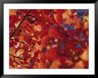 Close-Up Of Autumn Leaves by Raymond Gehman Pricing Limited Edition Print image