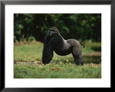 A Silverback Western Lowland Gorilla Strikes A Pose In Odzala Park by Michael Nichols Pricing Limited Edition Print image