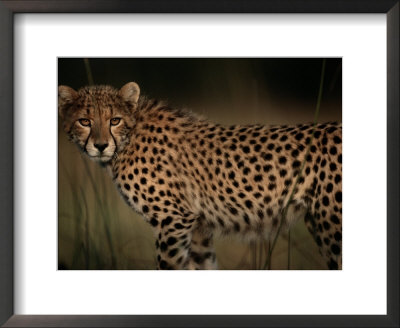A Portrait Of An African Cheetah In The Grass by Chris Johns Pricing Limited Edition Print image
