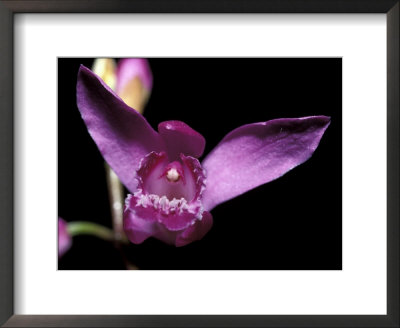 The Bright Pink Petals Of The Bletilla Striata Orchid, Melbourne Zoo, Australia by Jason Edwards Pricing Limited Edition Print image