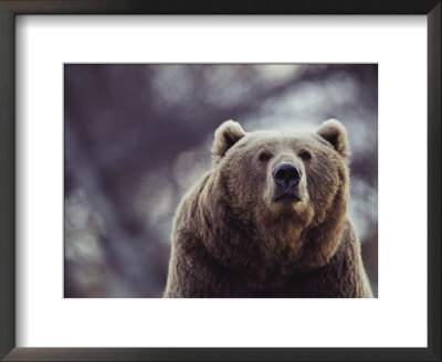 Portrait Of A Kodiak Brown Bear In Larson Bay, Alaska by Joel Sartore Pricing Limited Edition Print image