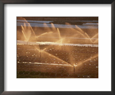 Twilight View Of Sprinklers Watering A Strawberry Field by Michael S. Lewis Pricing Limited Edition Print image