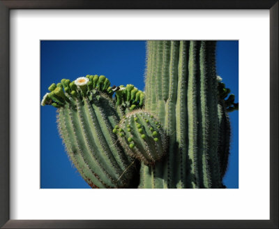 Close View Of A Saguaro Cactus In Bloom by Raymond Gehman Pricing Limited Edition Print image