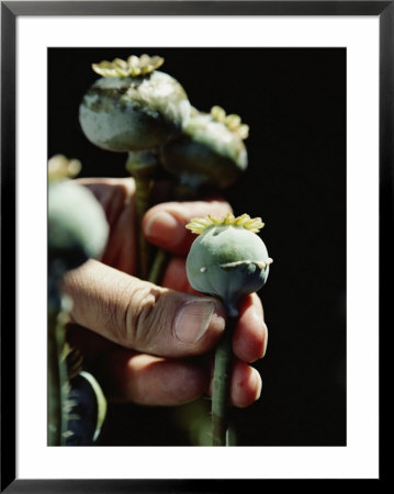 Opium Poppy Plants by Steve Raymer Pricing Limited Edition Print image