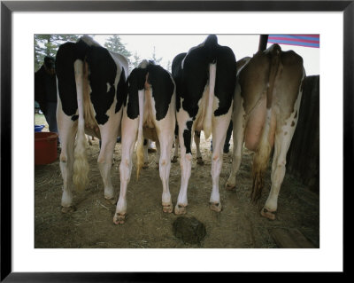 The Back Sides Of Four Cows by Heather Perry Pricing Limited Edition Print image