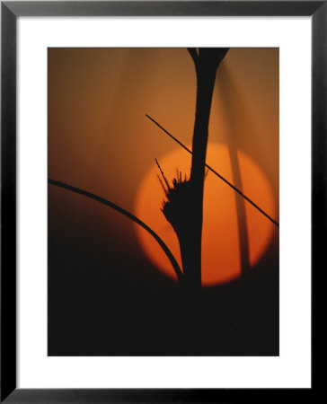 A Plant Stalk Silhouetted Against The Setting Sun by Raul Touzon Pricing Limited Edition Print image
