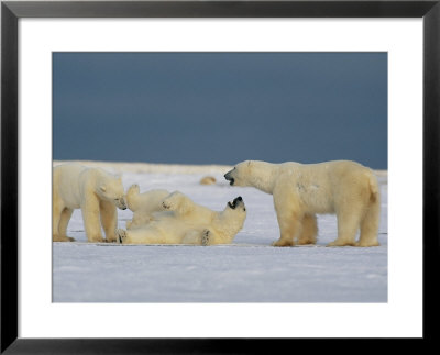A Group Of Polar Bears Play Together In The Snow by Norbert Rosing Pricing Limited Edition Print image