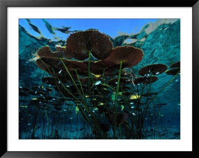 Long-Stemmed Water Lilies Reach For The Hot Mexican Sun by George Grall Pricing Limited Edition Print image