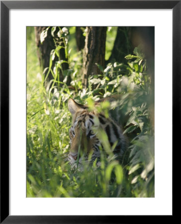 A Tiger Stares Intently Through Foliage by Dr. Maurice G. Hornocker Pricing Limited Edition Print image