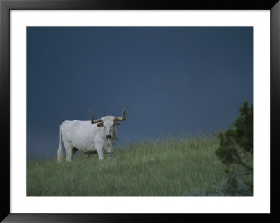 A Longhorn Steer, Part Of A Small Herd Roaming Park Grasslands by Michael Melford Pricing Limited Edition Print image