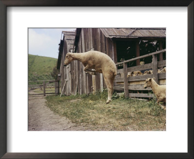 A Shorn Sheep Leaps Into The Air. Sheep Are Now Prohibited On Santa Cruz by Bates Littlehales Pricing Limited Edition Print image