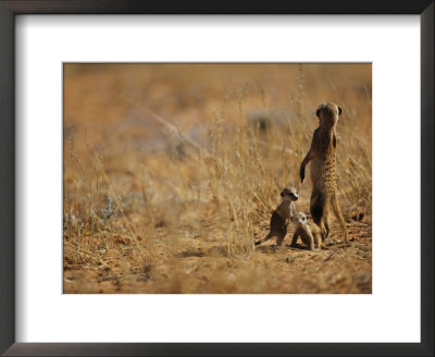 An Adult Meerkat Stands Guard Over Two Playful Youngsters by Mattias Klum Pricing Limited Edition Print image