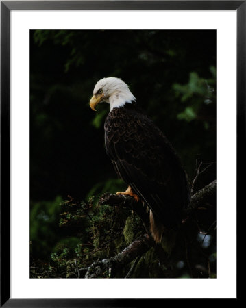 American Bald Eagle by Raymond Gehman Pricing Limited Edition Print image
