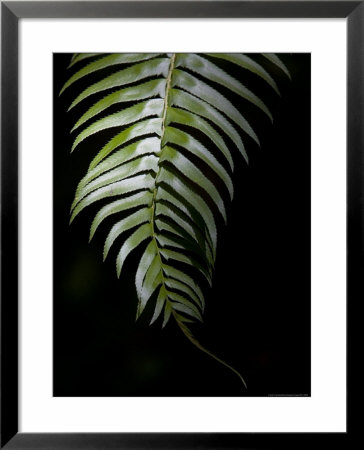 Close View Of A Sword Fern by Taylor S. Kennedy Pricing Limited Edition Print image