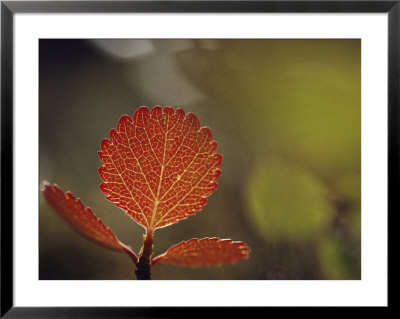 Leaf, Sheenjek River Valley, Arctic National Wildlife Refuge, Alaska by George F. Mobley Pricing Limited Edition Print image