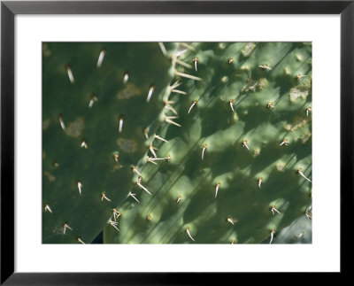 Close-Up Of A Prickly Pear Cactus In The Desert Sun by Todd Gipstein Pricing Limited Edition Print image
