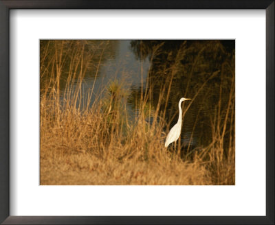 Great Egret Standing In Tall Grasses Near A Tidal Creek by Raymond Gehman Pricing Limited Edition Print image