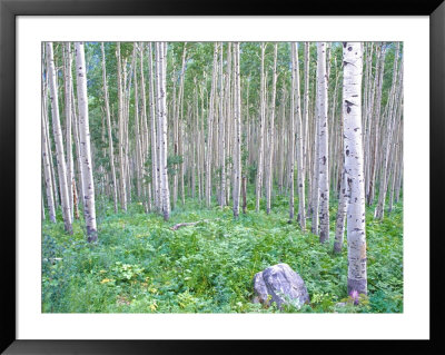 Aspen Grove In Mcclure Pass, Colorado, Usa by Julie Eggers Pricing Limited Edition Print image