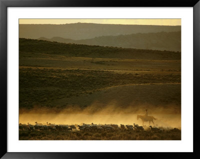 A Flock Of Sheep Are Rounded Up On A Wyoming Ranch by Joel Sartore Pricing Limited Edition Print image