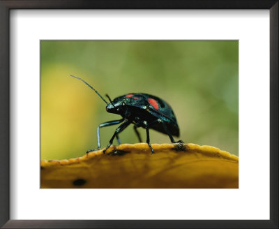An Australian Ladybug Crawls Along The Edge Of A Leaf by Roy Toft Pricing Limited Edition Print image