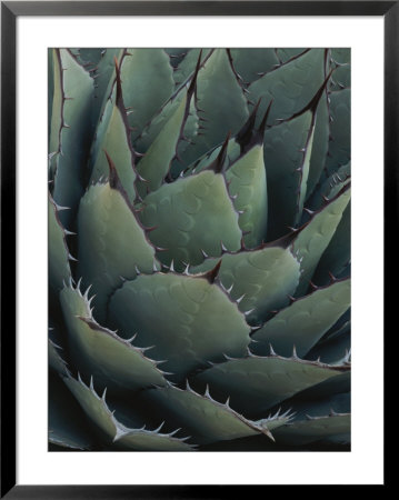 Close View Of An Agave Plant by Michael Melford Pricing Limited Edition Print image