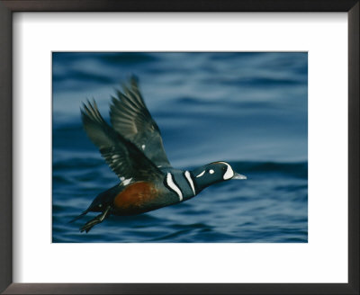 Harlequin Duck In Flight by Bates Littlehales Pricing Limited Edition Print image