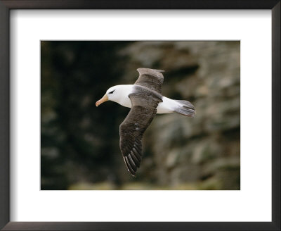 Black-Browed Albatross by Steve Raymer Pricing Limited Edition Print image