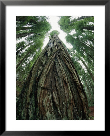 The Gnarled Bark Of A Tree Trunk by Paul Nicklen Pricing Limited Edition Print image