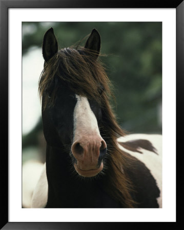 Portrait Of A Wild Assateague Pony by James L. Stanfield Pricing Limited Edition Print image