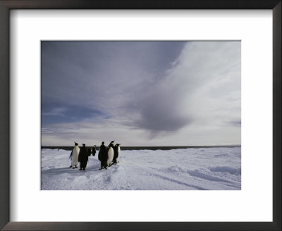 A Group Of Emperor Penguins In Antarctica by Bill Curtsinger Pricing Limited Edition Print image