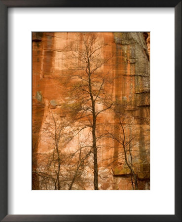 Solitary Tree In Front Of Red Rock Canyon Walls At Oak Creek Canyon by Charles Kogod Pricing Limited Edition Print image