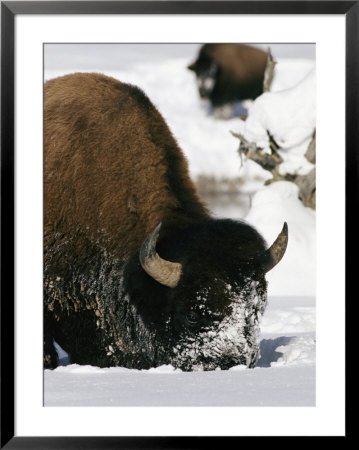 American Bison Forage In The Snow by Roy Toft Pricing Limited Edition Print image
